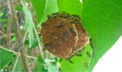Protopolybia exigua