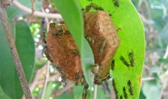 Protopolybia exigua