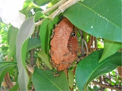 Protopolybia exigua