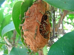 Protopolybia exigua