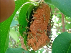 Protopolybia exigua