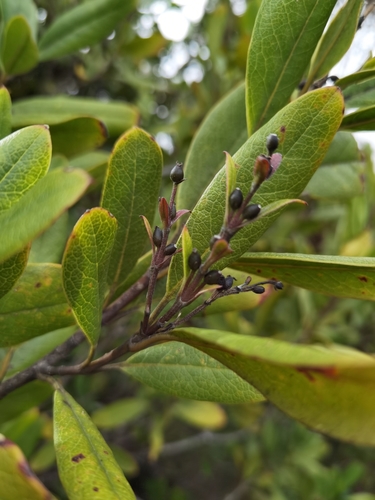 Image of Garrya laurifolia by (c) Eduardo Chacón Madrigal, some rights reserved (CC BY)