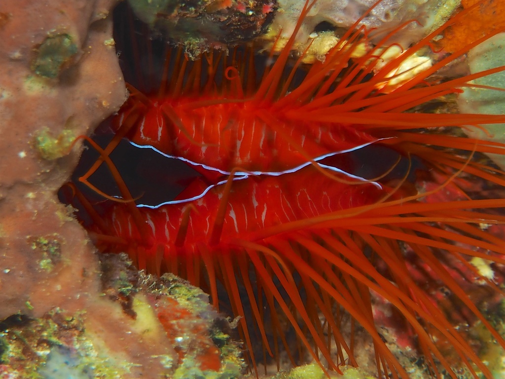Electric Fileclam