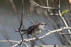 Mimus polyglottos image