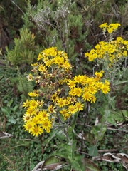 Senecio oerstedianus
