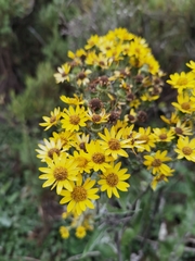 Senecio oerstedianus