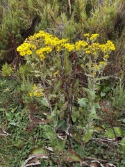 Senecio oerstedianus