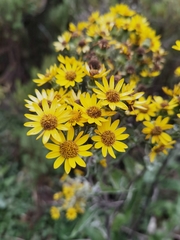 Senecio oerstedianus