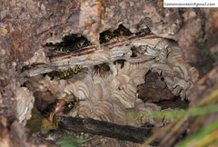 Vespula koreensis
