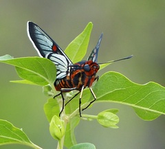 Amenis pionia