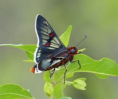 Amenis pionia