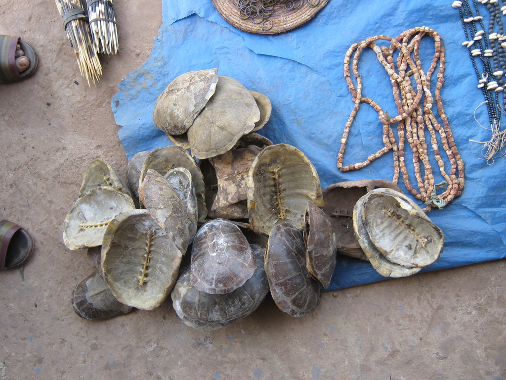 Pelusios adansonii