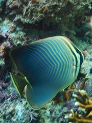 Chaetodon baronessa