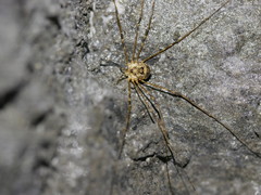 Amilenus aurantiacus