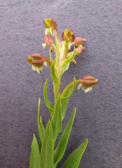 Brachycorythis macowaniana