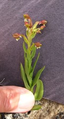 Brachycorythis macowaniana