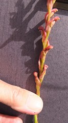Disa reticulata