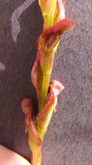 Disa reticulata