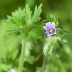 Geranium pusillum