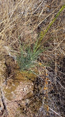 Anginon swellendamense