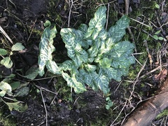 Arum italicum italicum