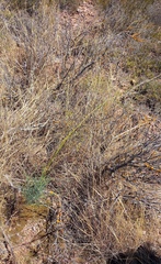 Anginon swellendamense