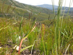 Brachycorythis macowaniana