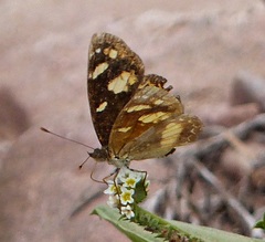 Telenassa berenice