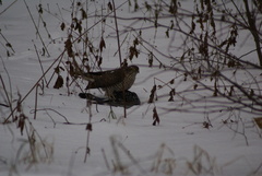Accipiter nisus