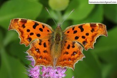 Polygonia c-aureum lunulata
