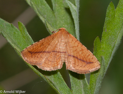 Striglina