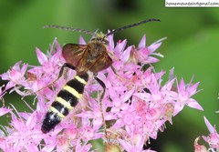 Megacampsomeris prismatica