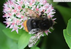 Bombus ignitus