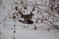 Accipiter nisus