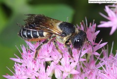 Megachile dinura