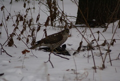 Accipiter nisus