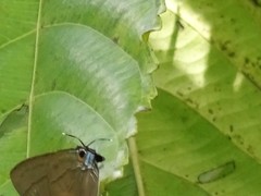 Rapala manea chozeba