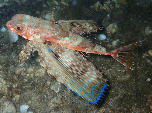 Flying Gurnard