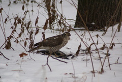 Accipiter nisus