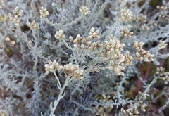 Helichrysum rosum