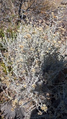 Helichrysum rosum