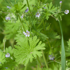 Geranium pusillum