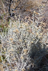 Helichrysum rosum