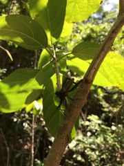 Acanthocephala alata