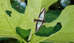 Diaphania plumbidorsalis