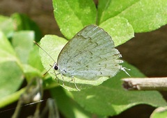 Ostrinotes sophocles