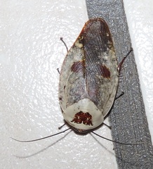 Gyna caffrorum