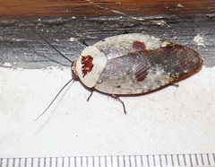 Gyna caffrorum