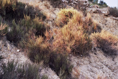 Salsola genistoides
