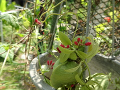 Dischidia pectenoides